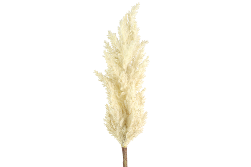 Astilbe crème